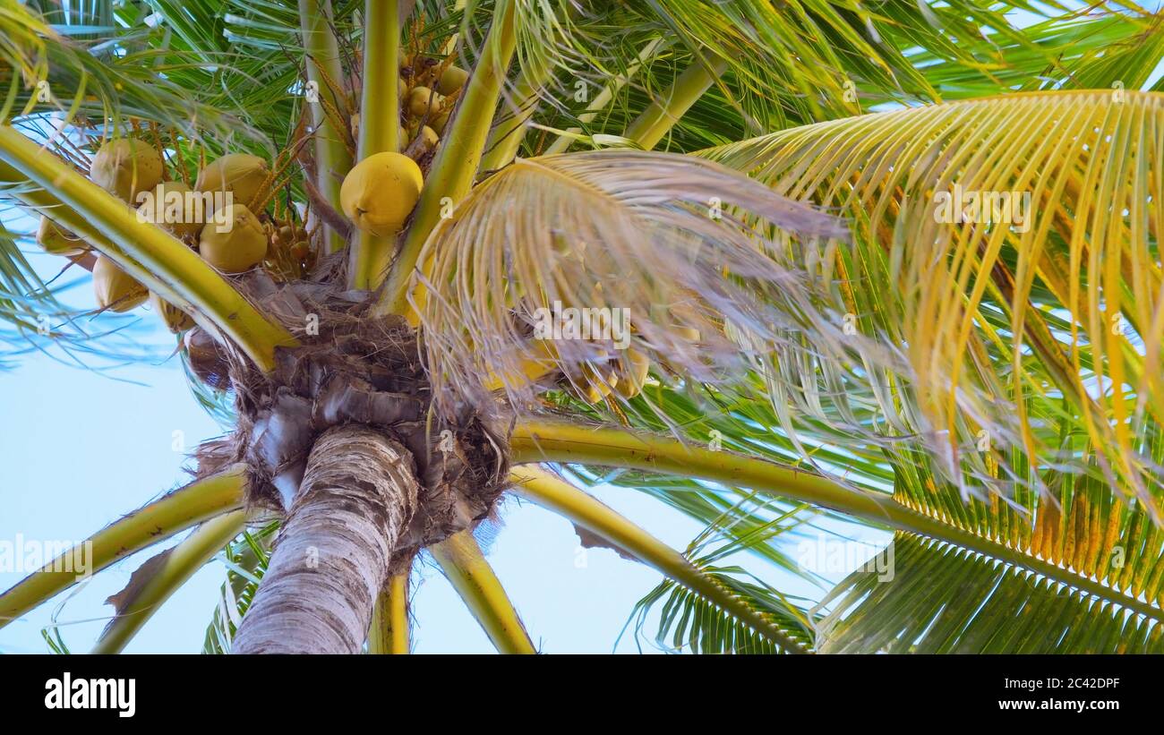 Ansicht von unten auf eine Kokospalme, Nahaufnahme Stockfoto