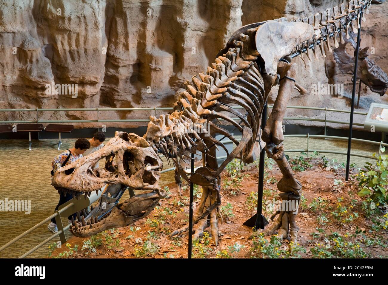 Skeleton of the dinosaur tyrannosaurus -Fotos und -Bildmaterial in