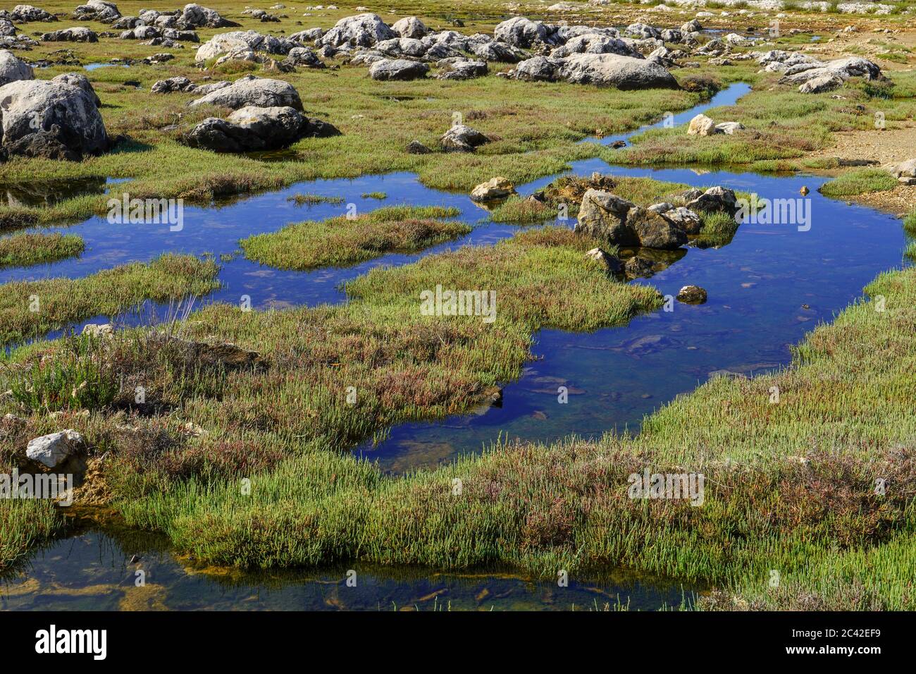 Grasland mit stehendem Wasser Stockfoto