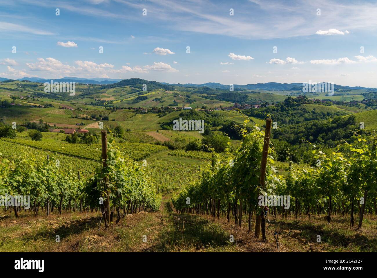 Oltrepo' Pavese Landschaft Hügel mit Weinbergen und Landstraßen und Montalto Pavese Schloss im Hintergrund in einem sonnigen Tag Stockfoto