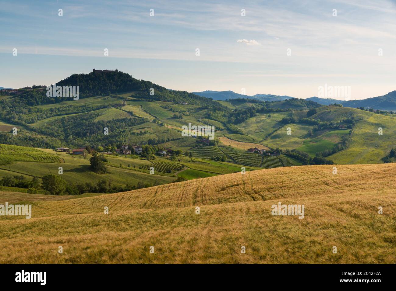 Oltrepo' Pavese Landschaft Hügel mit Weinbergen und Landstraßen und Montalto Pavese Schloss im Hintergrund in einem sonnigen Tag Stockfoto