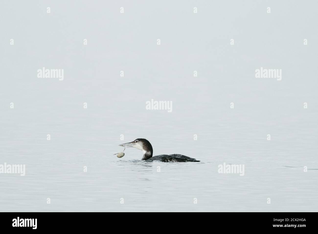 Ein gewöhnlicher Loon, der eine Krabbe in Puget Sound, Washington State isst Stockfoto