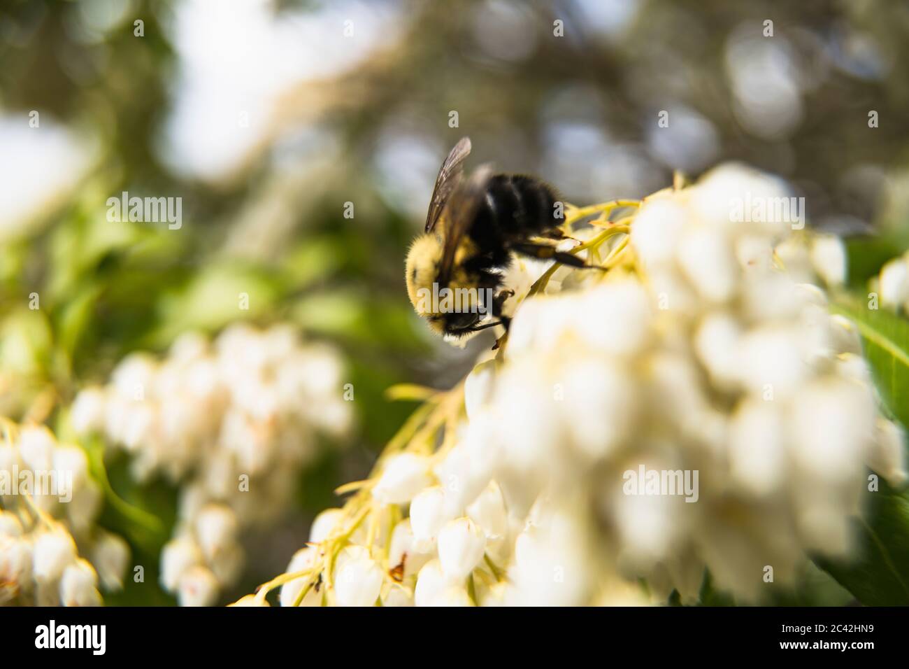 Die östliche Hummel genießt die Jacponicus-Blüten Stockfoto