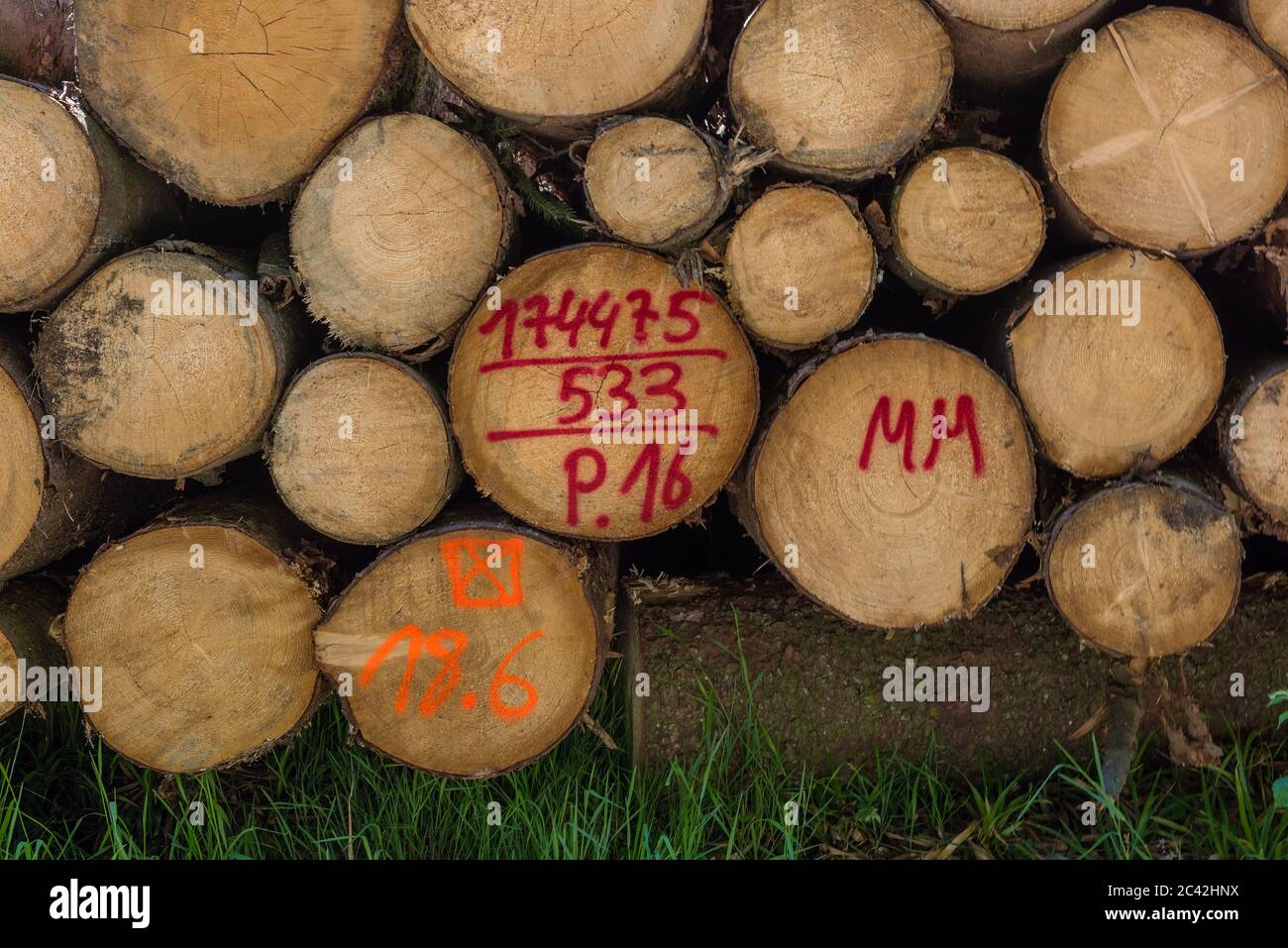 Markierte Baumstämme bei der Waldverwaltung Stockfoto