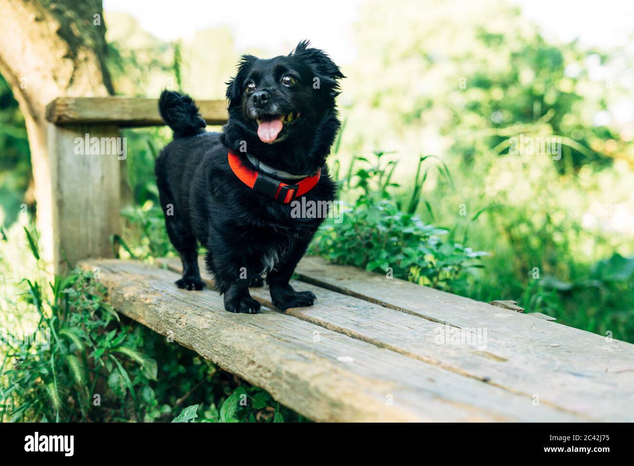 Hund mit der Zunge im Wald. Ausflug mit dem Hundekonzept. Stockfoto