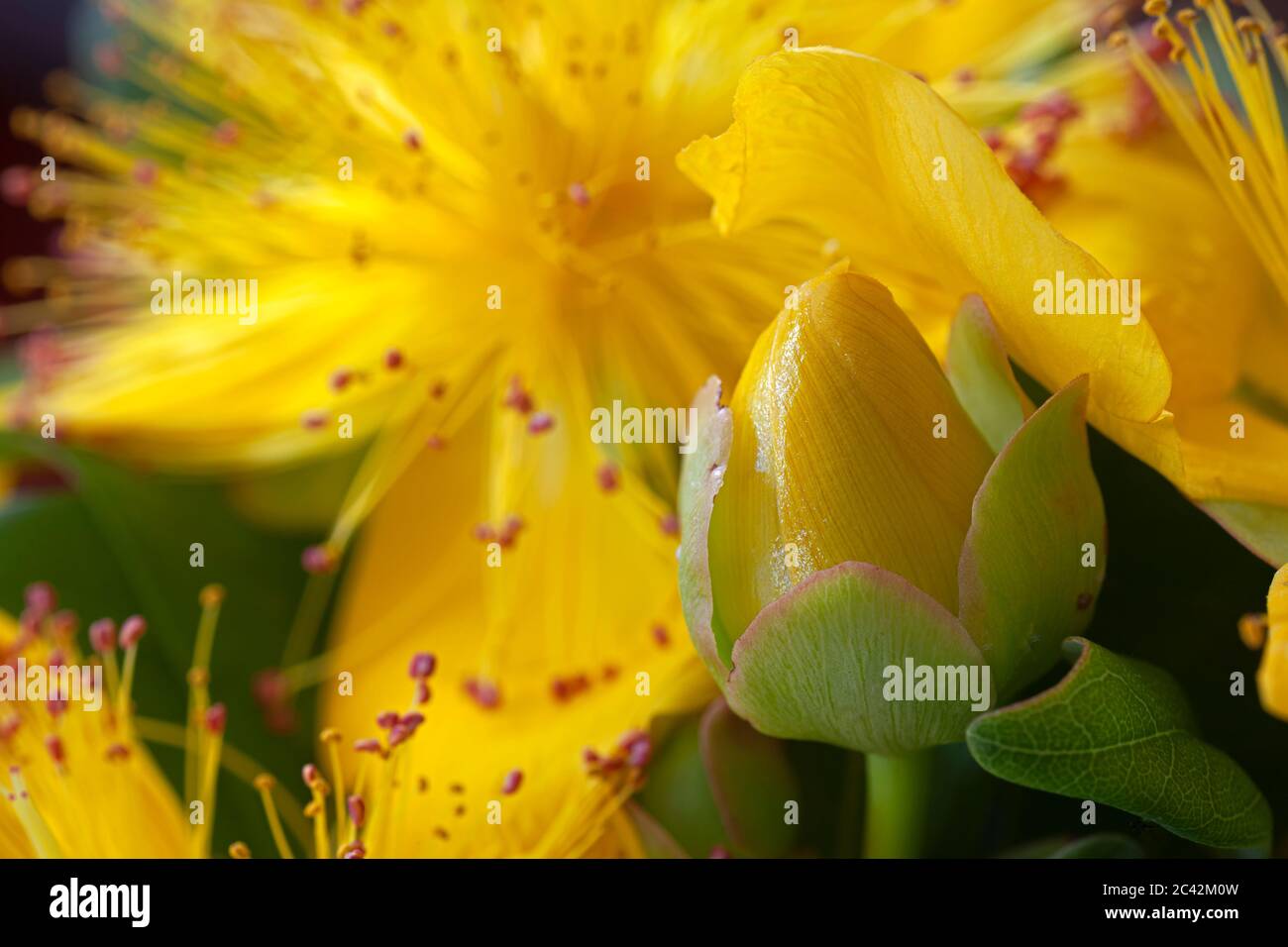 WA16961-00...WASHINGTON - EINE Knospe eines Johanniskraut mit einer blühenden Blume dahinter. Stockfoto
