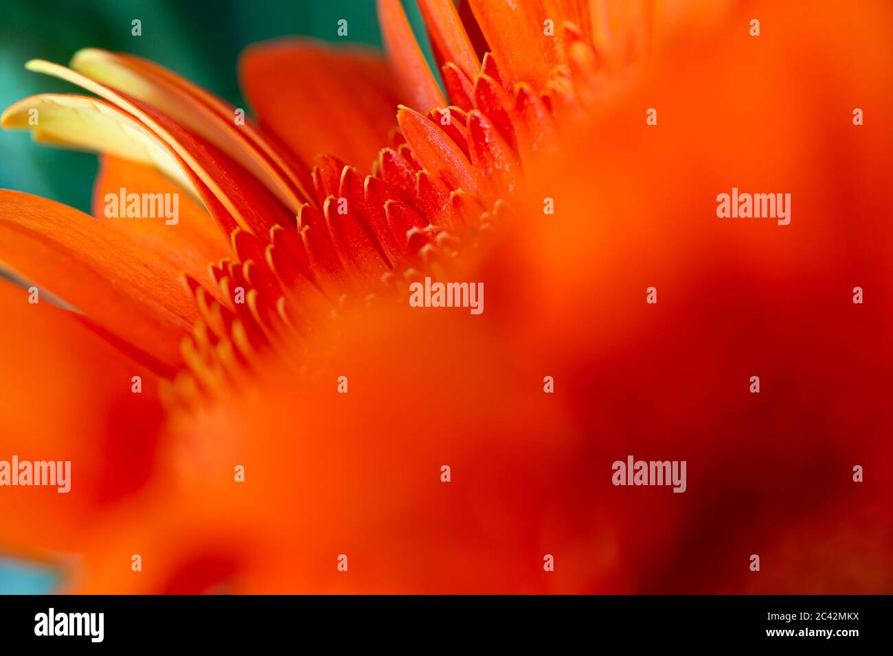 WA16975-00...WASHINGTON - Blume in einem Blumenarrangement. Stockfoto
