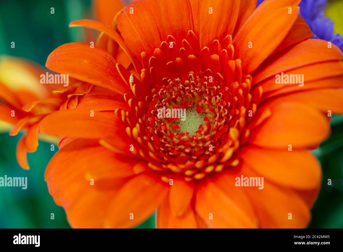 WA16976-00...WASHINGTON - Blume in einem Blumenarrangement. Stockfoto