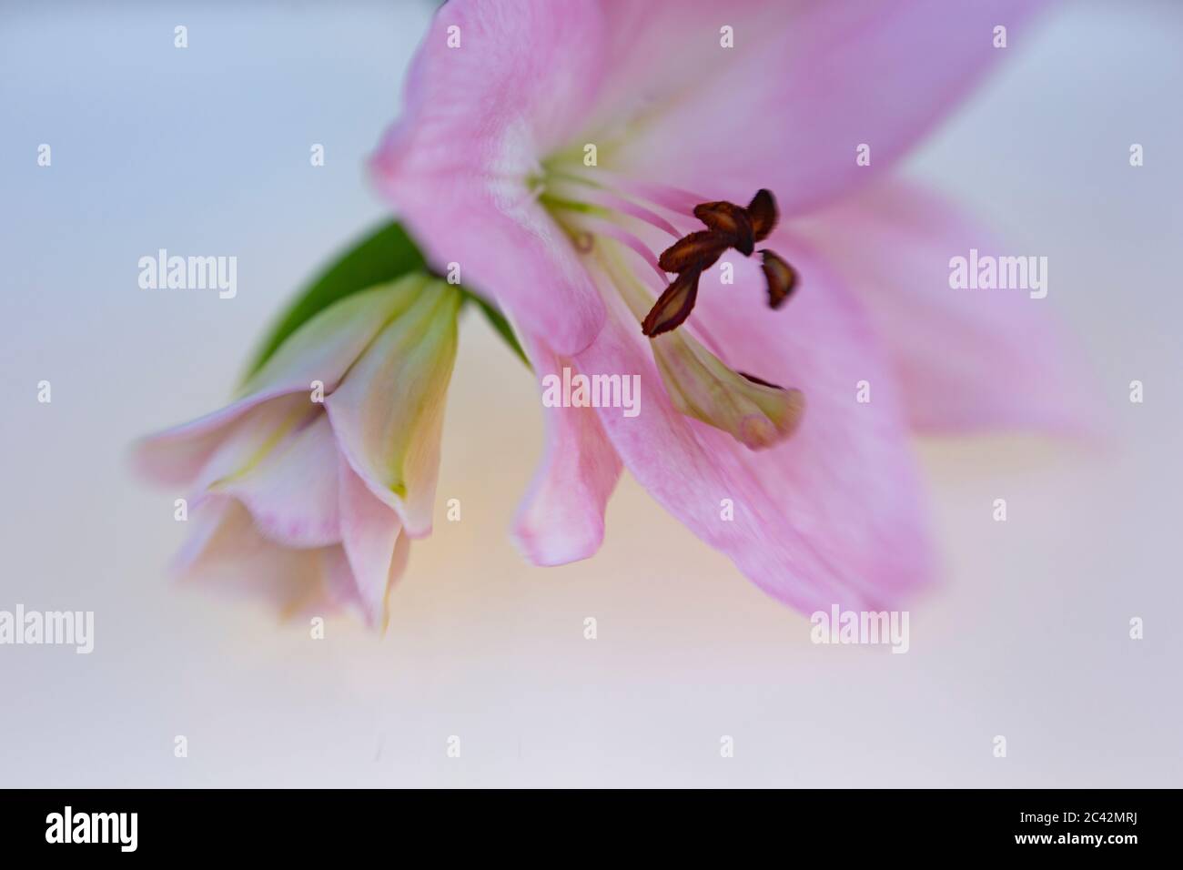 WA16981-00...WASHINGTON - zarte Blume und Knospe fotografiert mit einem Lensbaby Sweet Spot 50. Stockfoto