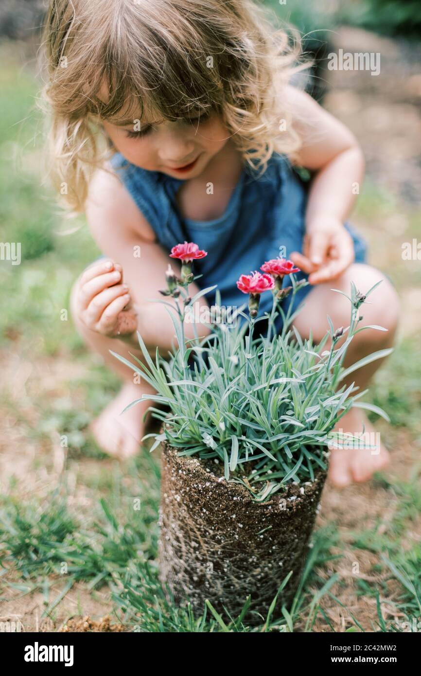 Kleines Kleinkind Mädchen hilft ihrer Mutter Pflanze dianthus Blumen  Stockfotografie - Alamy