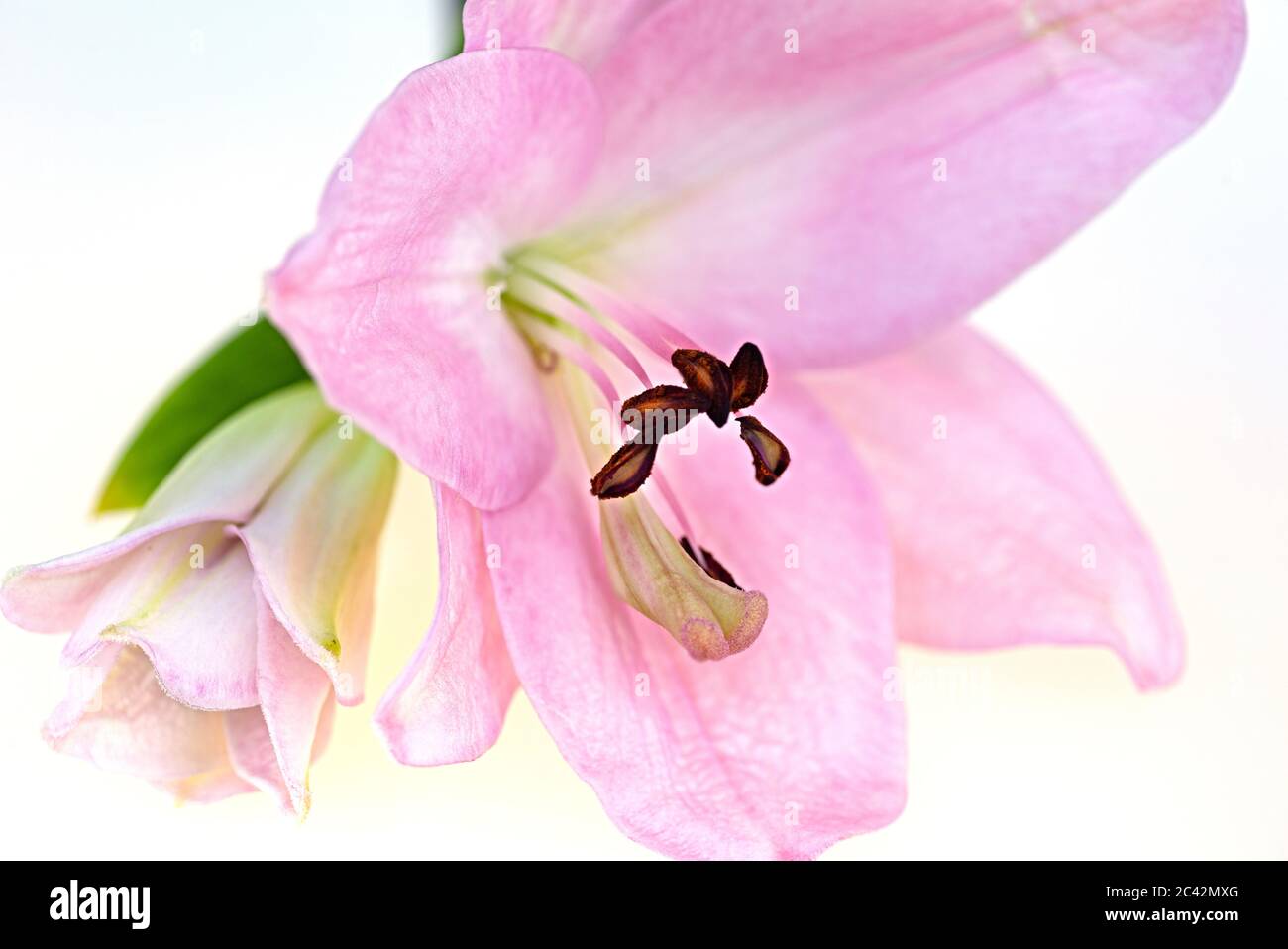 WA16982-00...WASHINGTON - zarte Blume und Knospe fotografiert mit einem Lensbaby Sweet Spot 50. Stockfoto