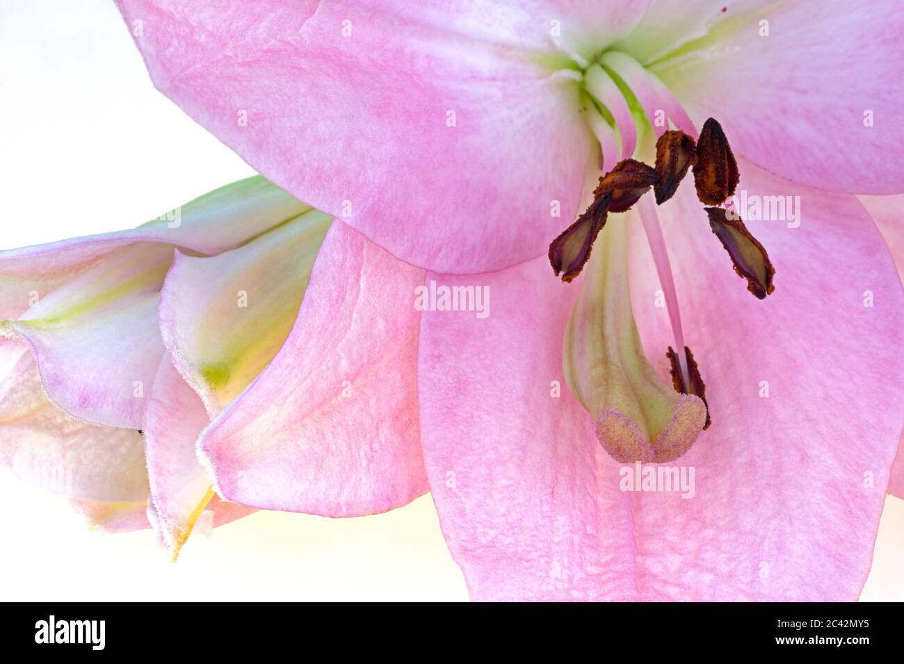 WA16983-00...WASHINGTON - zarte Blume und Knospe fotografiert mit einem Lensbaby Sweet Spot 50. Stockfoto