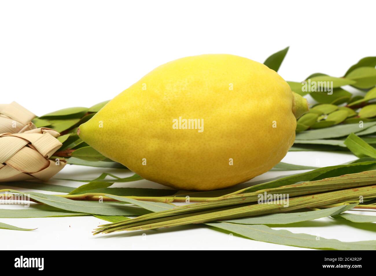 Etrog (Zitronen-Frucht), hadass (Myrtenzweige), Lulav (Dattelpalmenzweig) und Arava (Weide) wurden bei der Zeremonie des jüdischen Feiertages von Sukkoth verwendet. Stockfoto