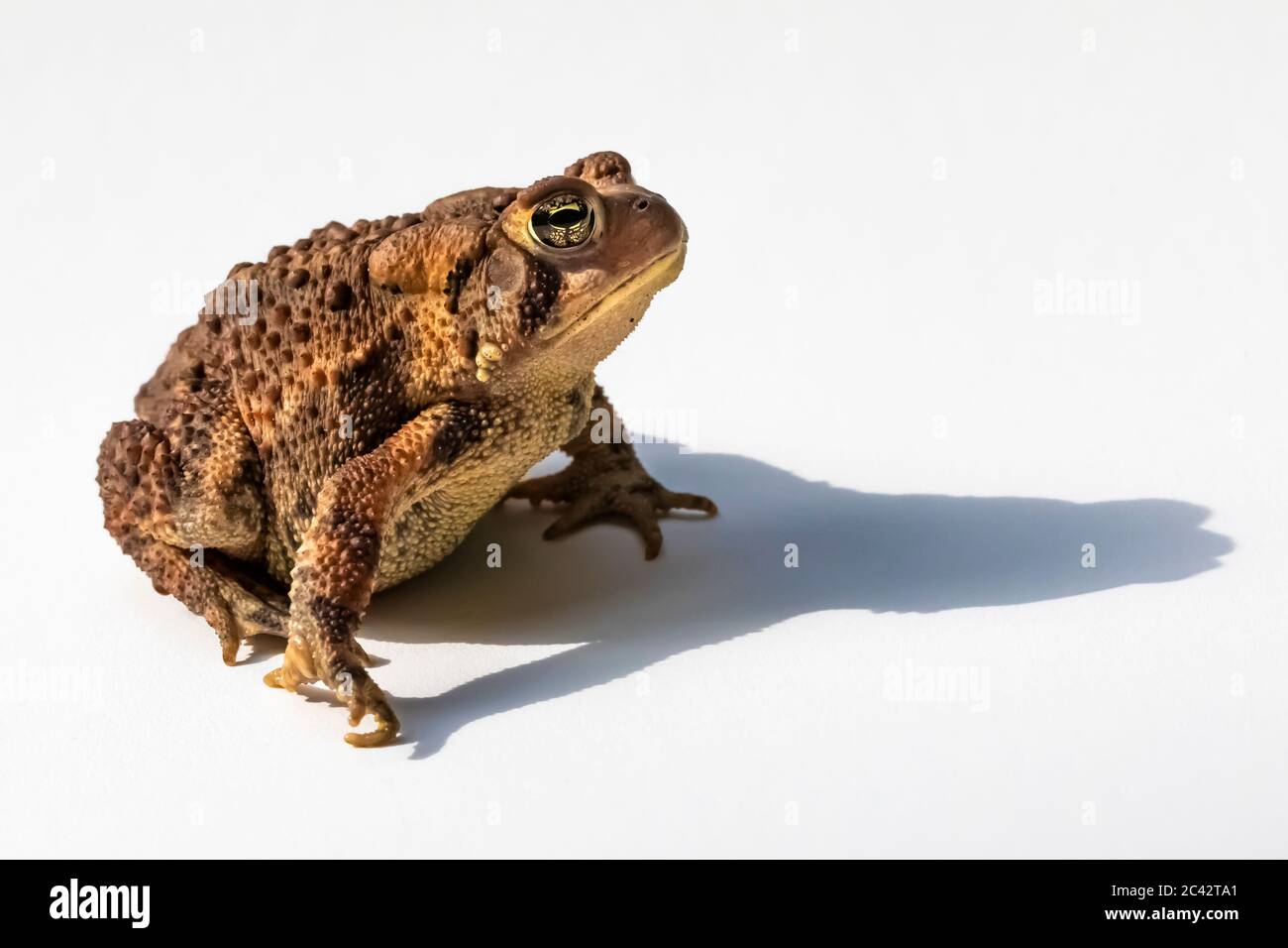 Central Michigan, USA Stockfoto
