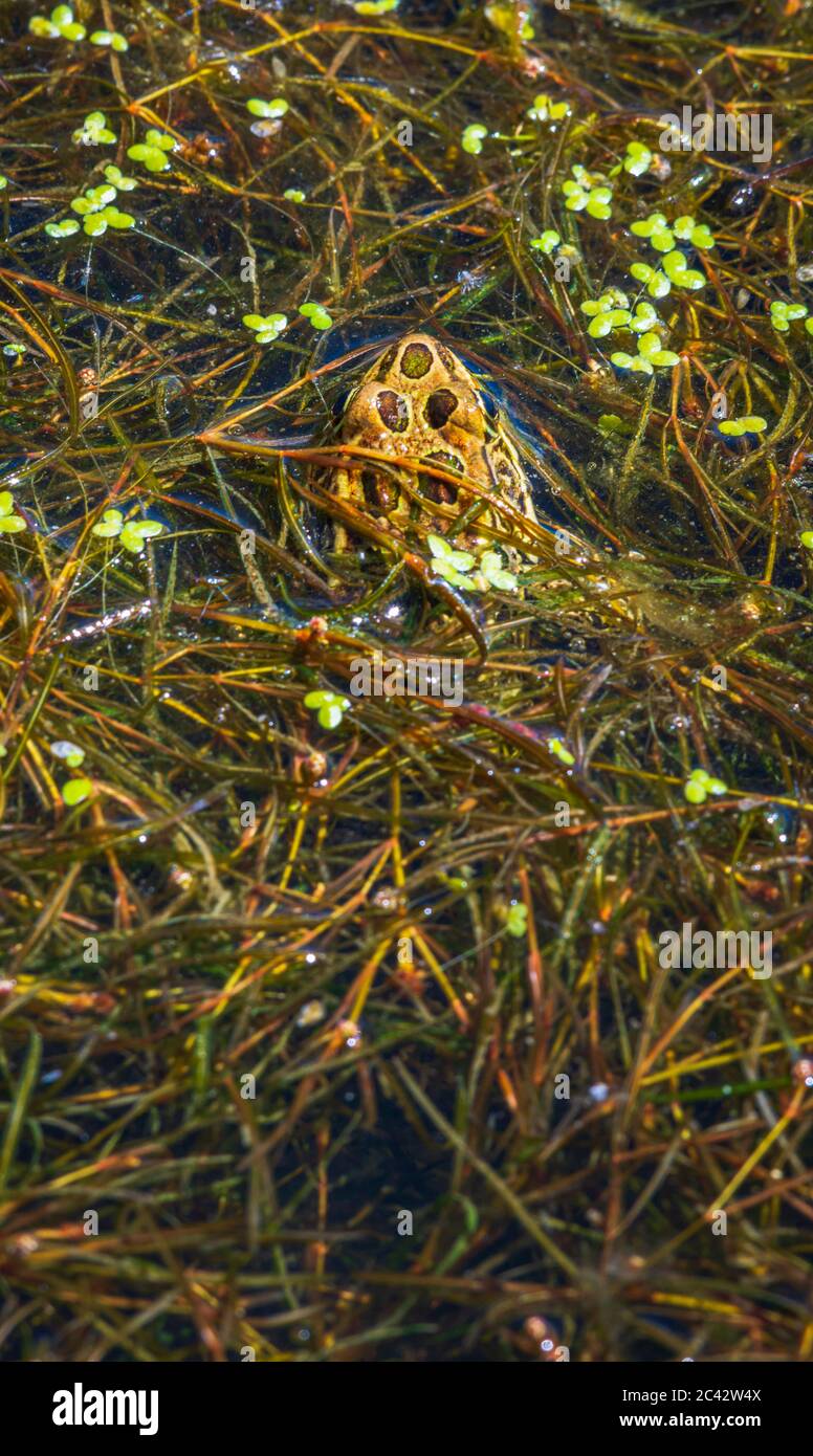 Plains Leopard Frog (Lithobates blairi) teilweise in einer Masse von Entenkraut in Feuchtgebieten Teich ausgesetzt, Castle Rock Colorado USA. Foto aufgenommen im Juni. Stockfoto