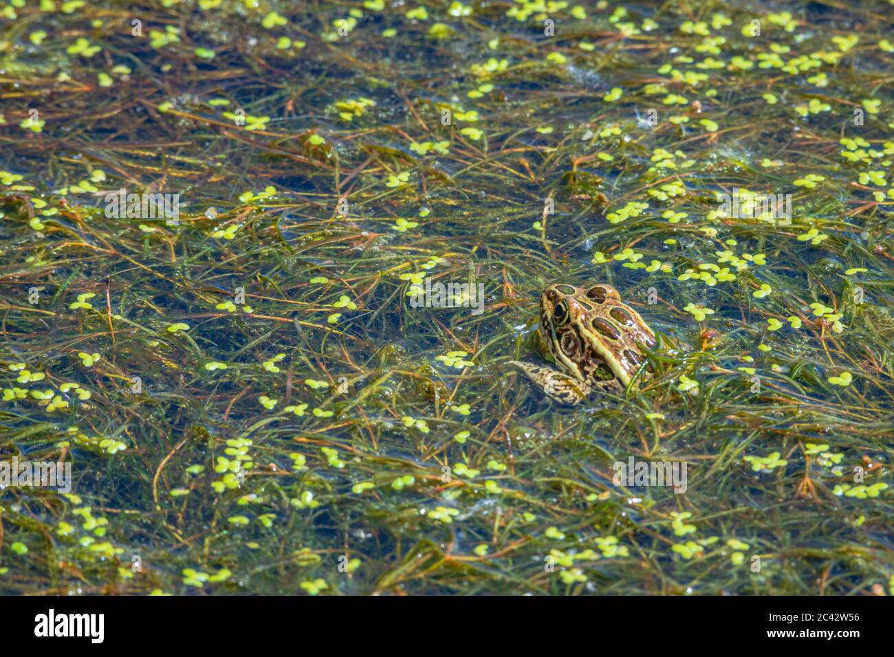 Plains Leopard Frog (Lithobates blairi) teilweise in einer Masse von Entenkraut in Feuchtgebieten Teich ausgesetzt, Castle Rock Colorado USA. Foto aufgenommen im Juni. Stockfoto