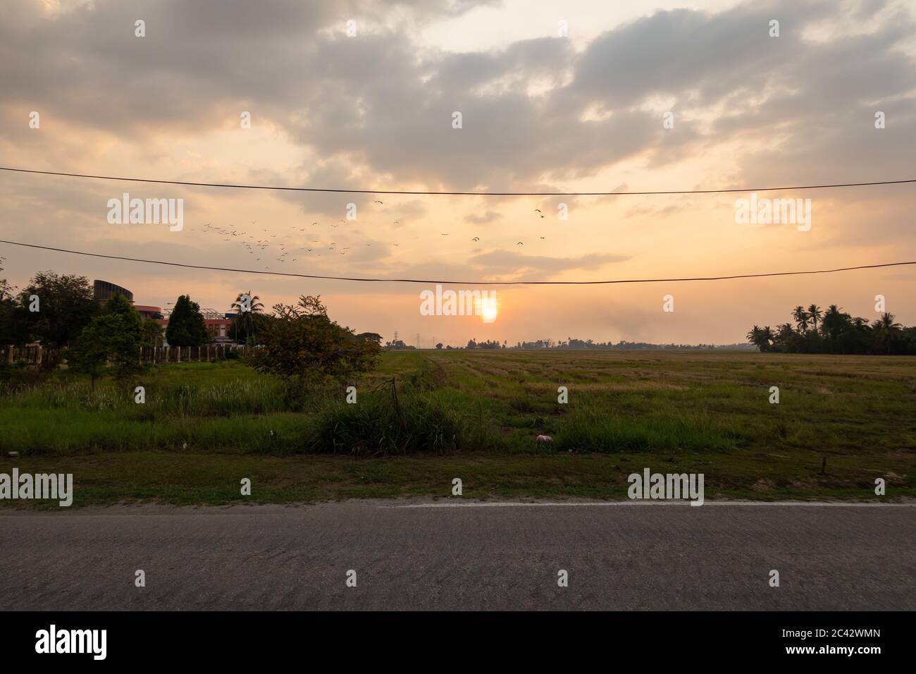 Sonnenuntergang am Reisfeld in Kedah, Malaysia Stockfoto