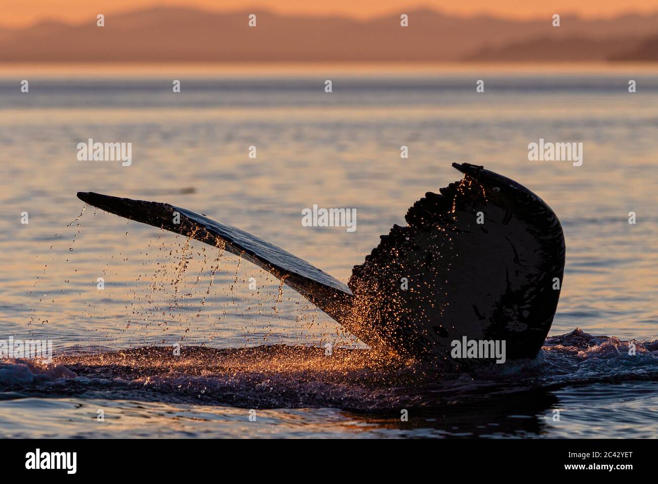 Wasser tropft während des Sonnenuntergangs von einem Buckelwal-fluke im Broughton Archipelago, First Nations Territory, British Columbia, Kanada Stockfoto