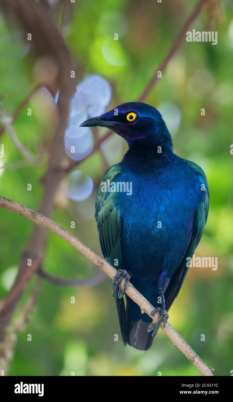 Lila glänzend Starling (Glanzstare Purpureus) hocken auf dem Ast Stockfoto