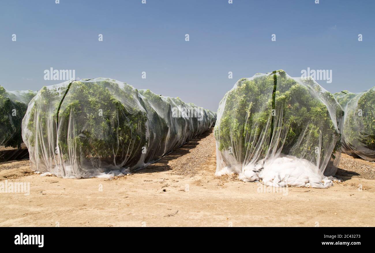 Netz zum Schutz der Mandarinenplantage "Clementine" vor Kreuzbestäubung von Früchten, Anfang april, Polyethylen-Feinmaschennetz, Stockfoto
