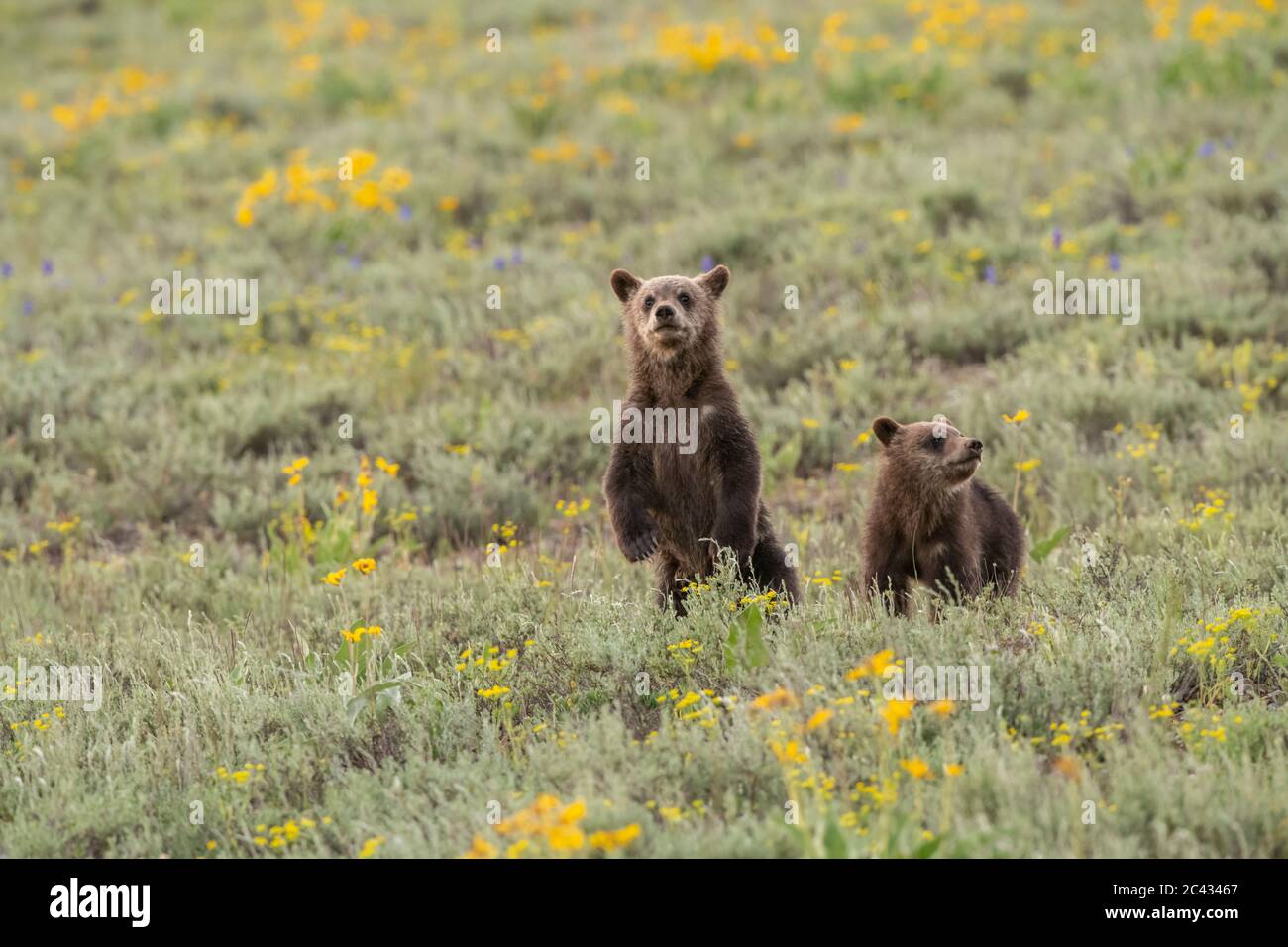 Grizzly 399 und Cubs, Grand Teton National Park, Wyoming Stockfoto