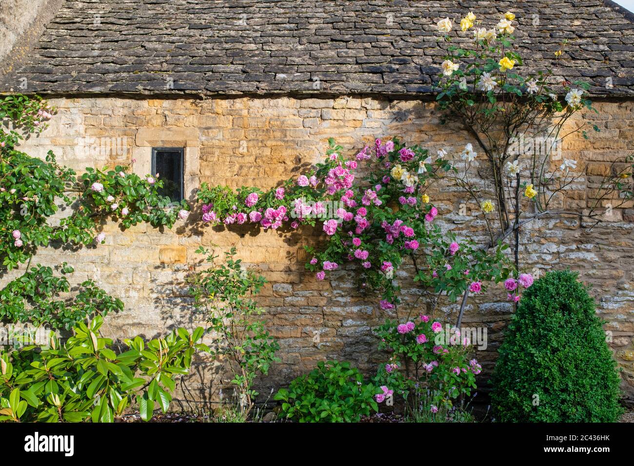 Rosen auf einem cotswold Steinhaus in den frühen Morgen juni Sonnenlicht. Lower Slaughter, Cotswolds, Gloucestershire, England Stockfoto