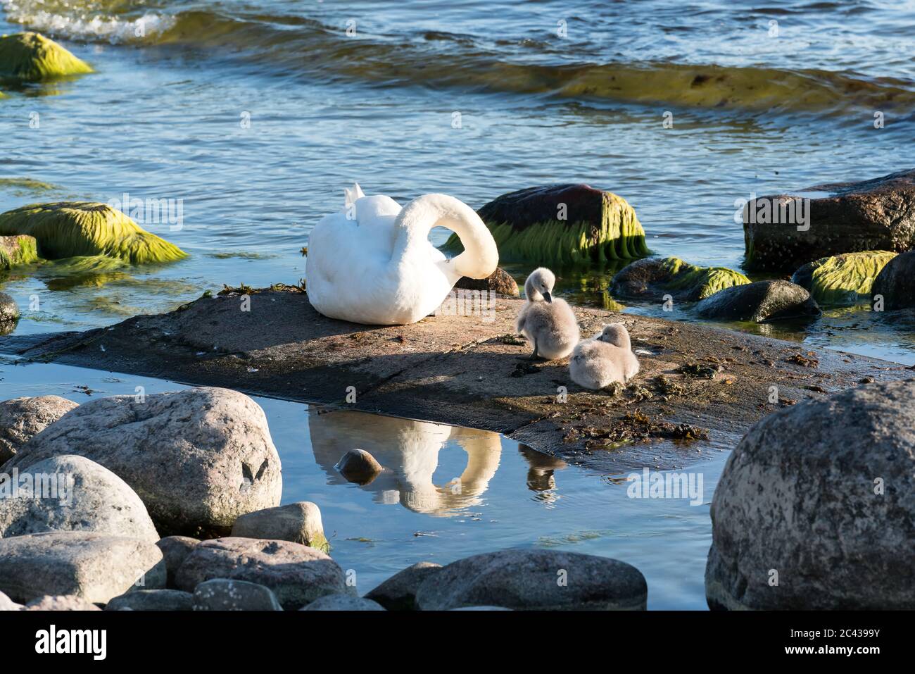 Der mute Schwan und seine Nachkommen auf dem Kirkkonummi-Archipel, Finnland Stockfoto