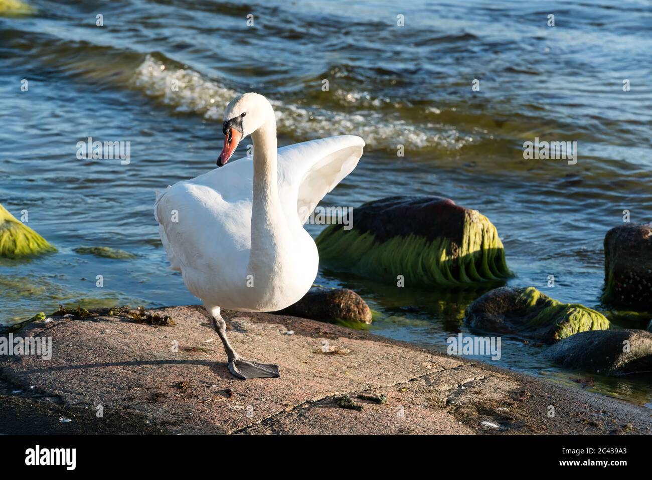 Der mute Schwan und seine Nachkommen auf dem Kirkkonummi-Archipel, Finnland Stockfoto
