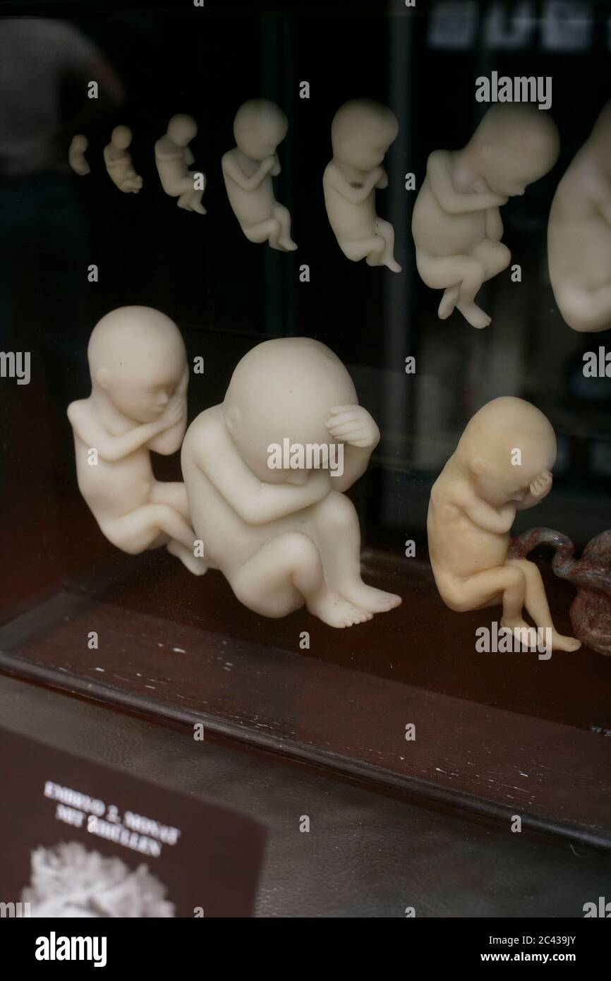 Modell eines menschlichen Embryos in mehreren Stufen - Anatomie - Ausstellung - Museum Stockfoto