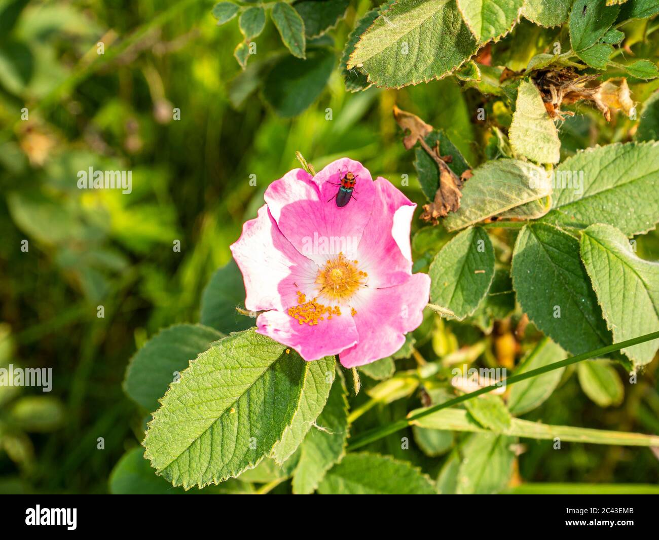 Insektenkäfer auf einer rosa Blume einer Hagebuttenpflanze. Stockfoto