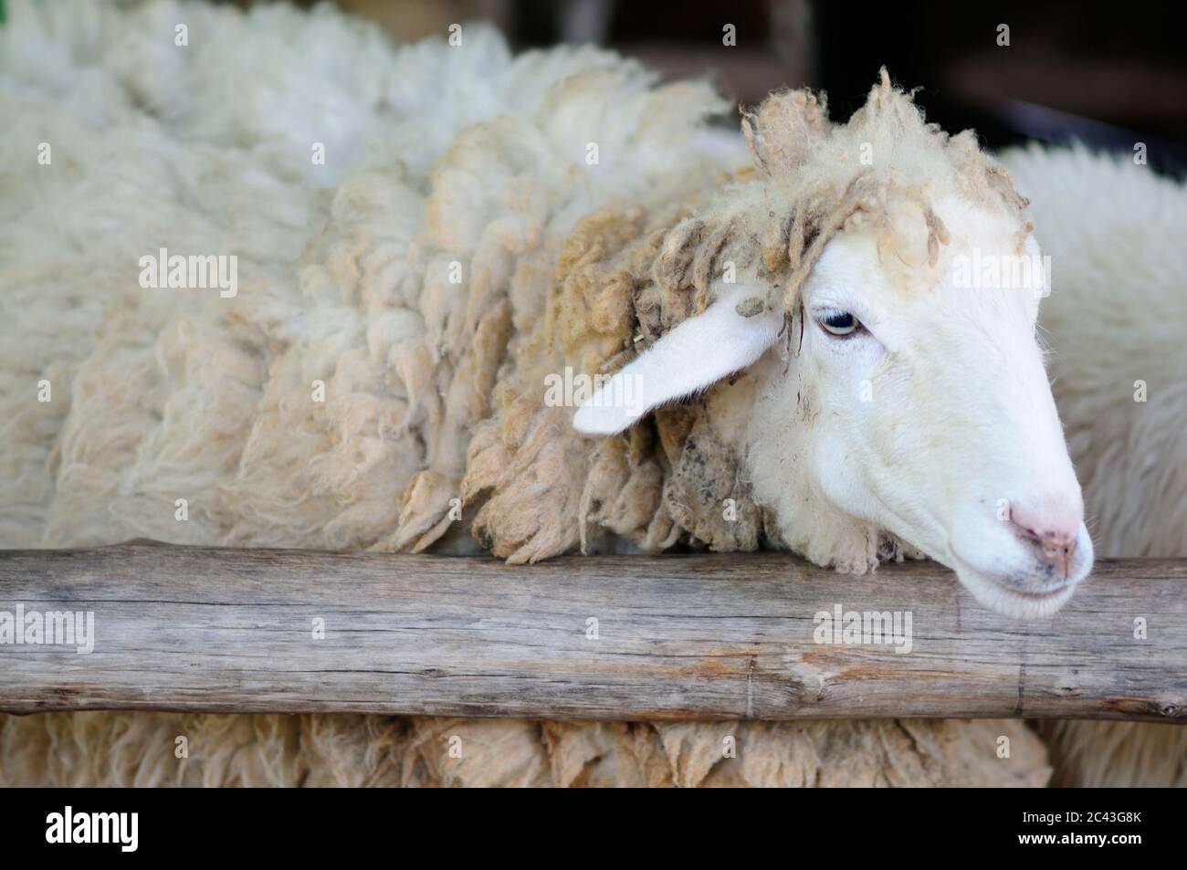 Ein Schaf mit dickem Fell Stockfoto