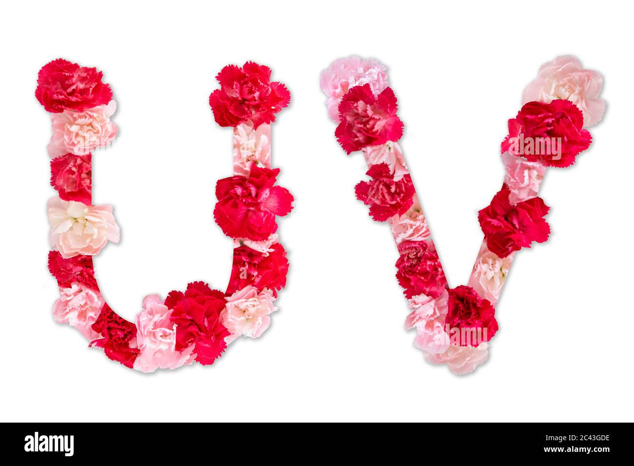 Blumentapete Alphabet U V Set (Kollektion A-Z), aus echten Nelkenblüten rosa, rote Farbe mit Papier geschnitten Form von Großbuchstaben. Flora Schrift Stockfoto
