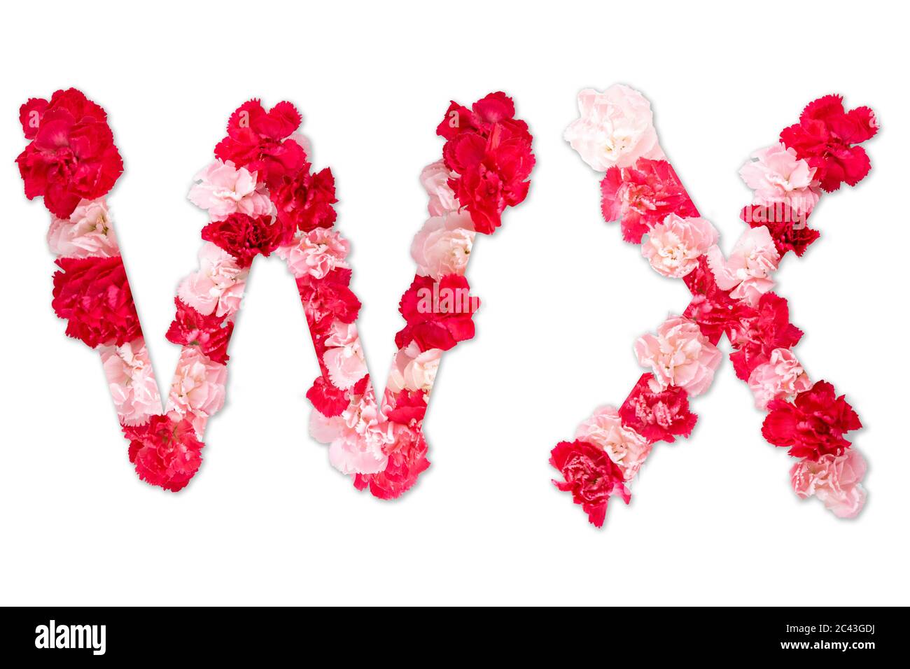 Blumentapete Alphabet W X Set (Kollektion A-Z), aus echten Nelkenblumen rosa, rote Farbe mit Papier geschnitten Form von Großbuchstaben. Flora Schrift Stockfoto