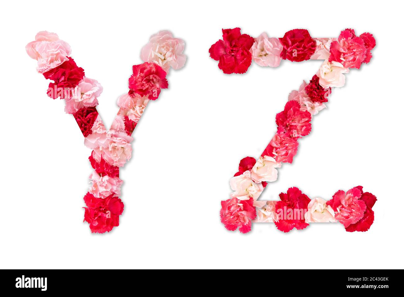 Blumentapete Alphabet Y Z Set (Kollektion A-Z), aus echten Nelkenblumen rosa, rote Farbe mit Papier geschnitten Form von Großbuchstaben. Flora Schrift Stockfoto