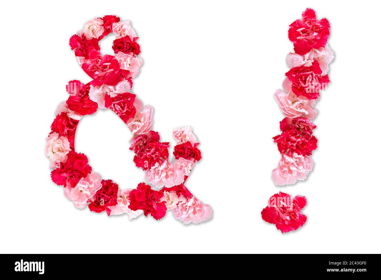 Blumensatzschrift für Symbol Ausrufezeichen, Ampersand(and) (Collection Alphabet A-Z Set), aus echten Nelkenblüten rosa, rote Farbe Stockfoto