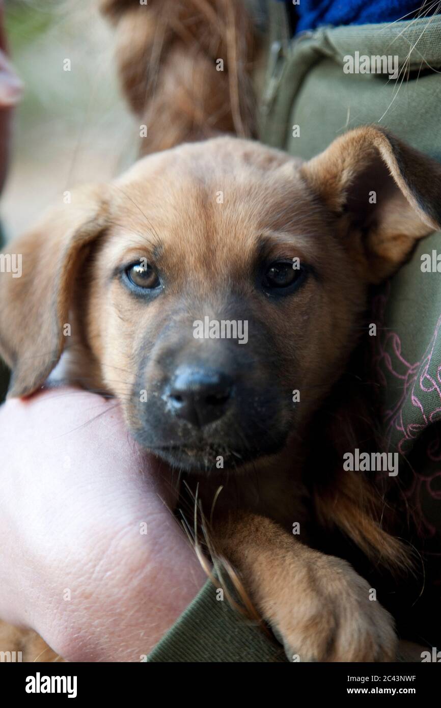 Brauner Hund Welpe Stockfoto