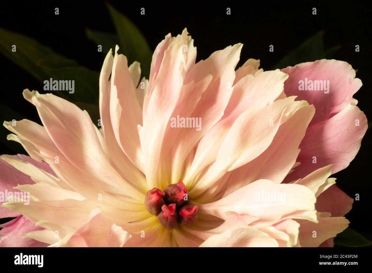 Die Blume Pfingstrose stieg auf schwarzem Hintergrund. Die Blüte im Frühling Länge der Zeit. Natürlicher natürlicher Hintergrund Stockfoto