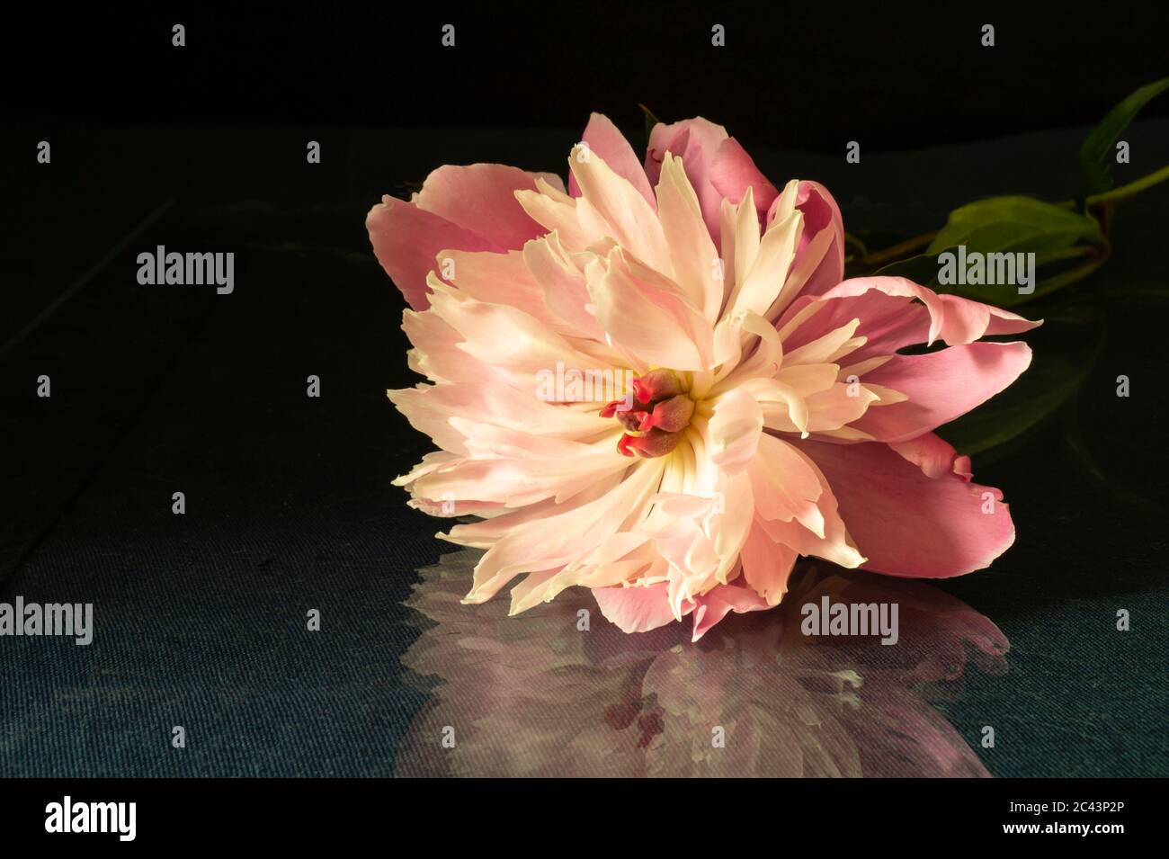 Die Blume Pfingstrose stieg auf schwarzem Hintergrund. Die Blüte im Frühling Länge der Zeit. Natürlicher natürlicher Hintergrund Stockfoto