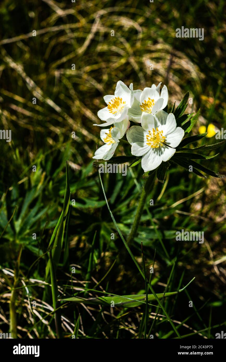 Blumen in den Bergen, Bergblumen, Blumen, Wiesenblumen, Vorarlberg, Bregenzerwald, Lechtal, Österreich, verschiedene Blumen, Enzian, Stockfoto