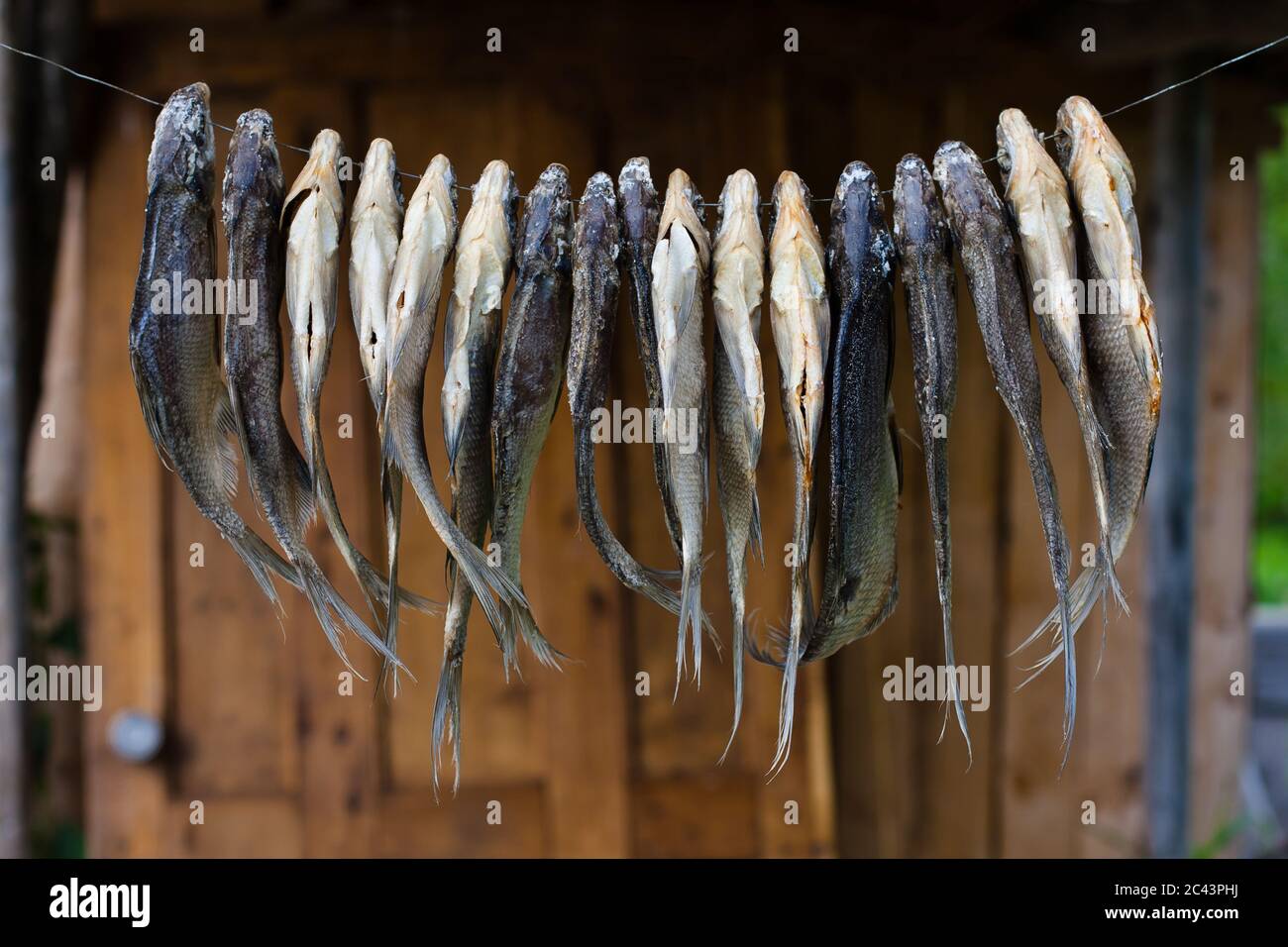 Getrockneter Fisch hängt an einem Seil, Nahaufnahme Stockfoto