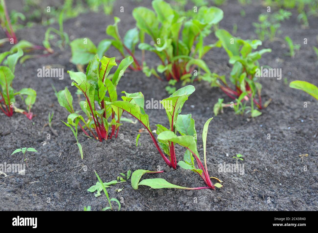 Blatt der Rübenwurzel. Frische grüne Blätter von Rote Beete oder Rübenwurzel Sämling. Reihe von grünen jungen Rüben Blätter Wachstum in Bio-Bauernhof. Stockfoto