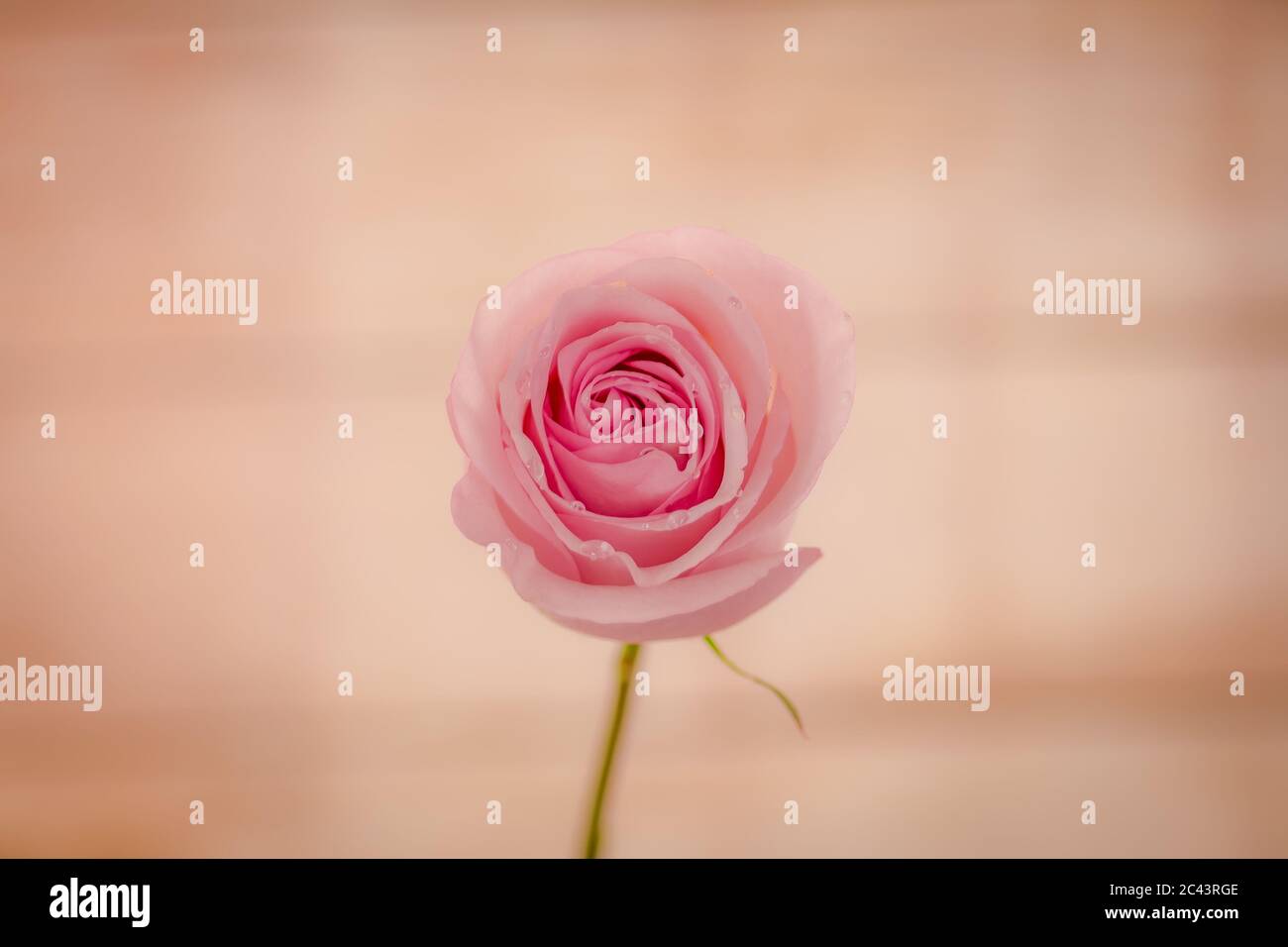 Nahaufnahme Makro-Aufnahme eines Straußes von Secret Garden Rosen Vielfalt, Studio-Aufnahme, rosa Blumen Stockfoto