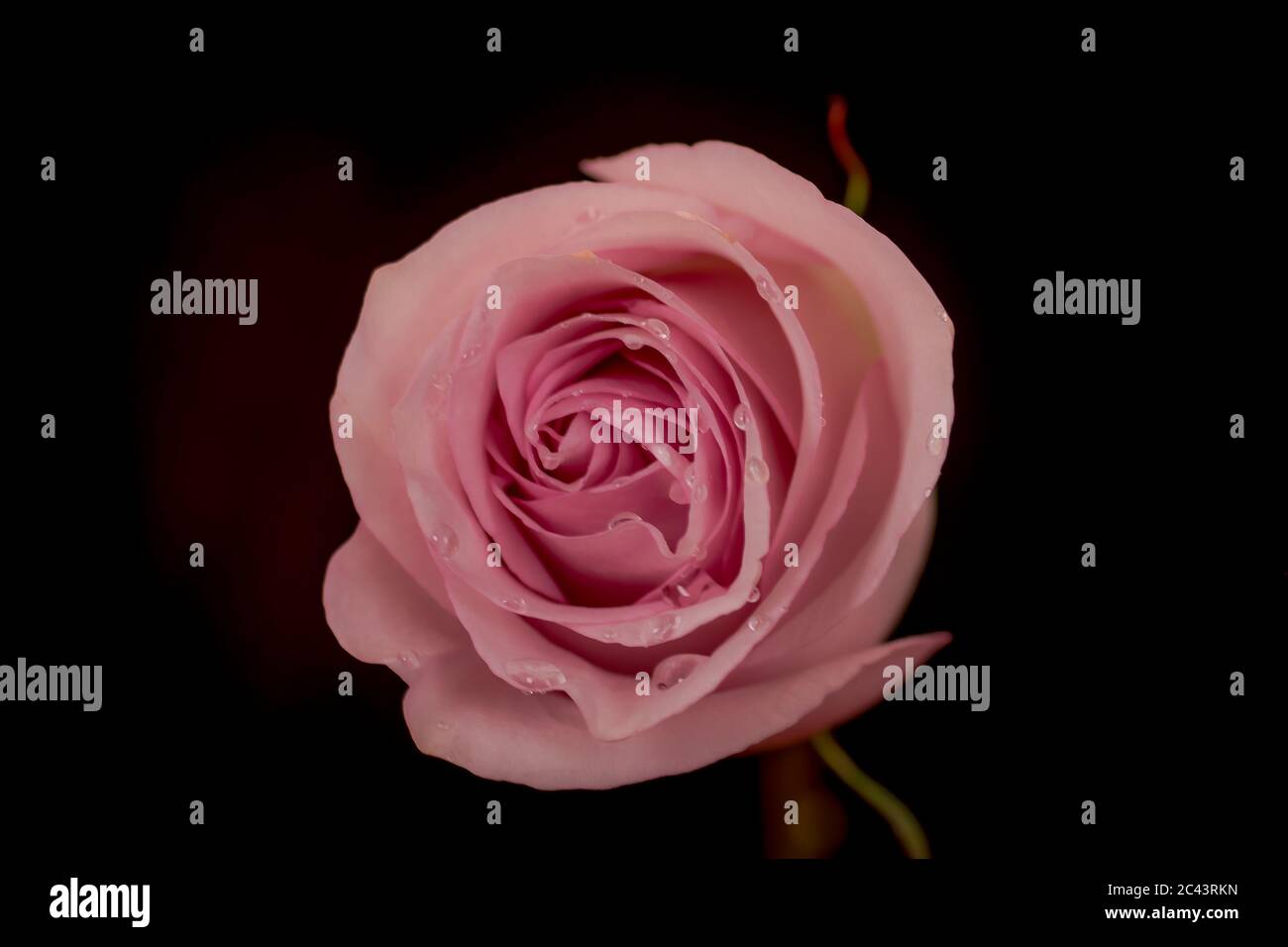 Nahaufnahme Makro-Aufnahme eines Straußes von Secret Garden Rosen Vielfalt, Studio-Aufnahme, rosa Blumen Stockfoto