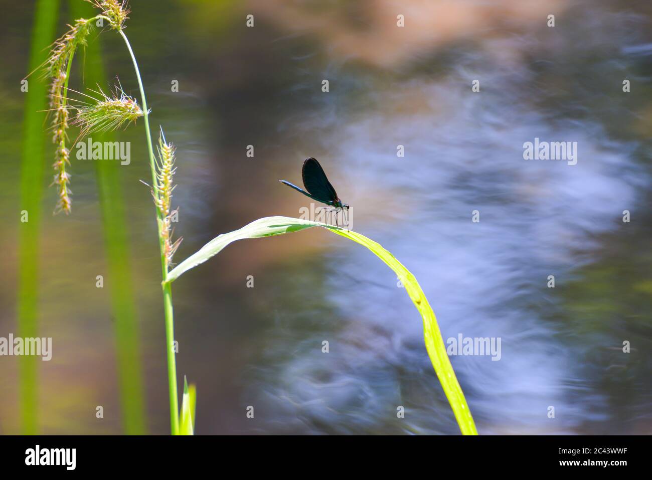 Die auf den Blättern ruhenden Damselfliegen neben dem Wasserstrom Stockfoto