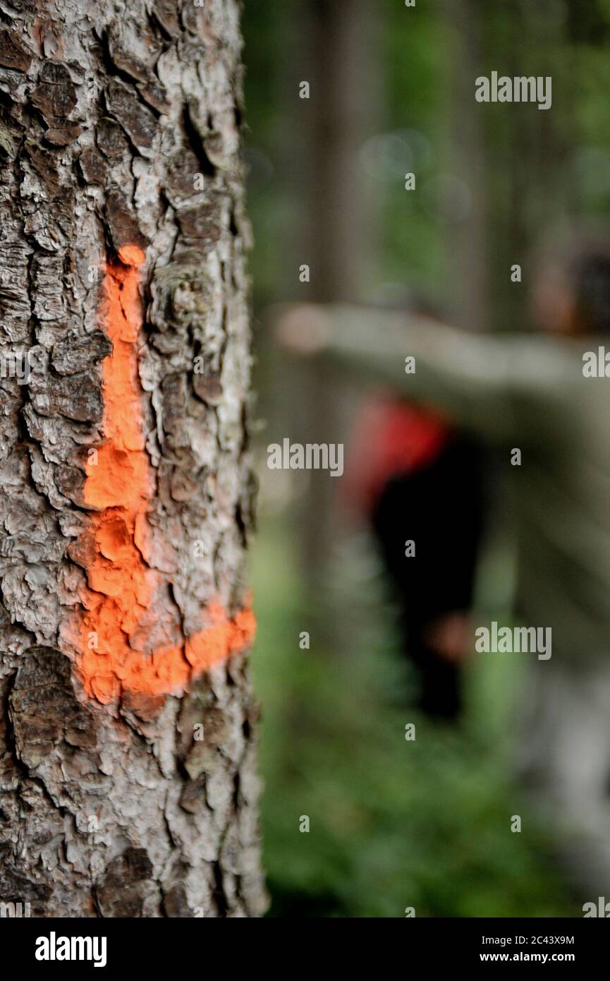 Markierung auf einem Baumstamm Stockfoto