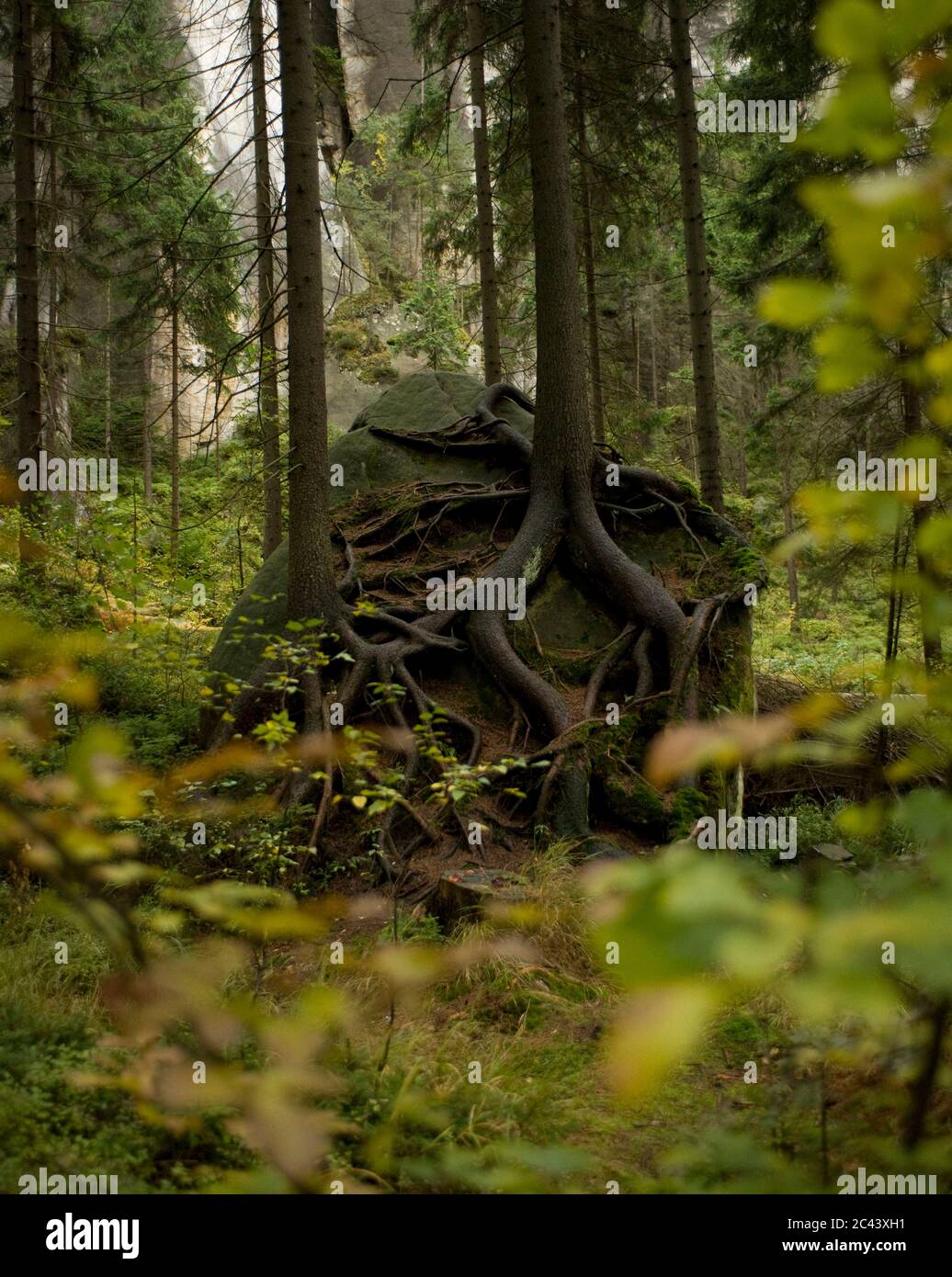 Bäume, die auf einem Felsen im Wald verwurzelt sind Stockfoto