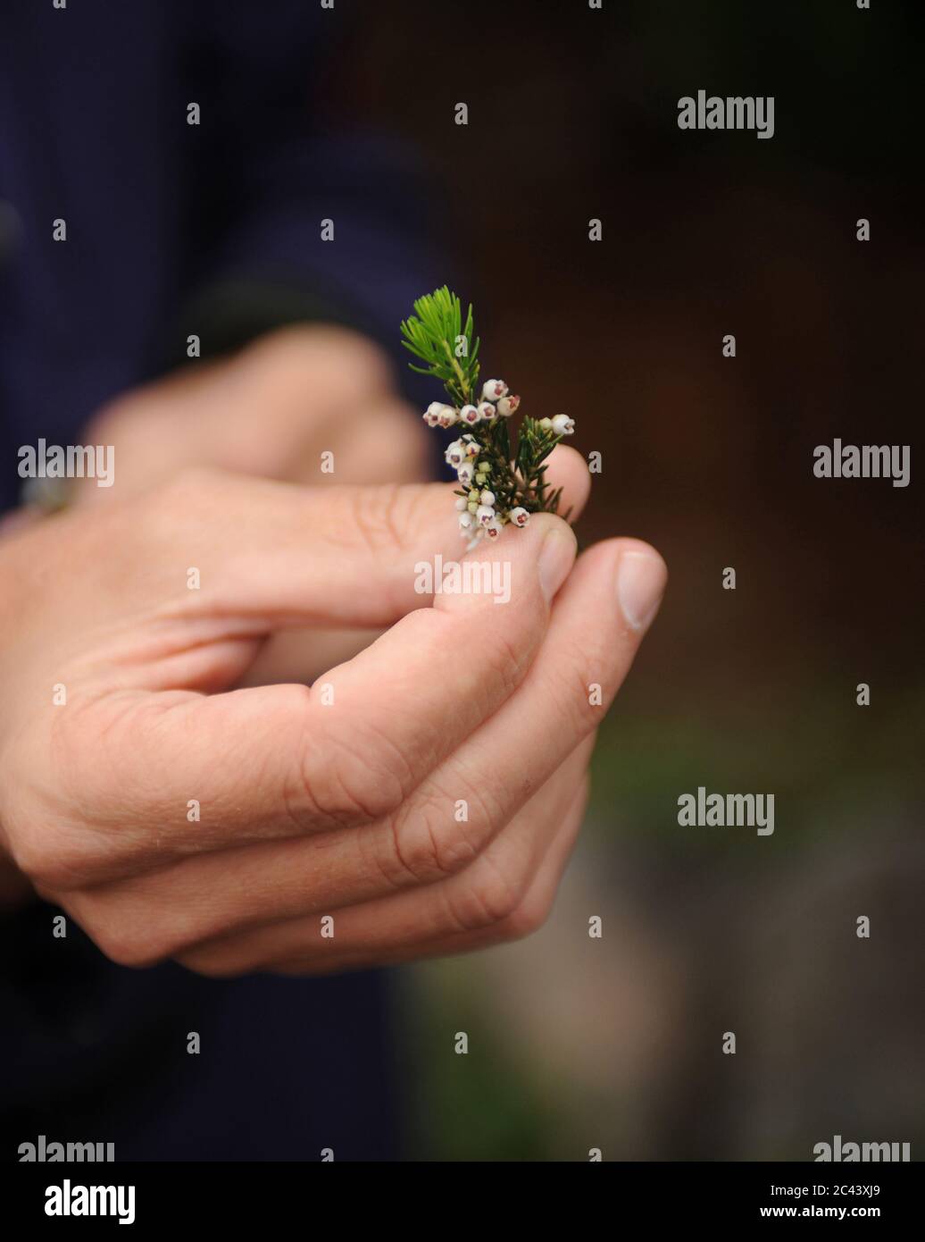 Hand hält Sprossen aus einer Nadelbaum Stockfoto