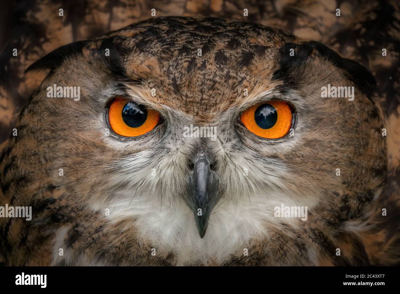 Die europäische Adlereule starrt mit leuchtend orangefarbenen Augen in die Kamera. Nahaufnahme des Eulenkopfs und der braunen Federn. Stechende Augen Stockfoto