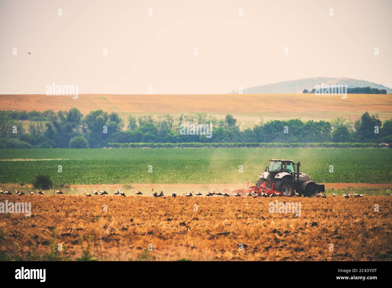 Traktor und Störche füttern auf dem Feld, die landschaftliche Landwirtschaft Stockfoto