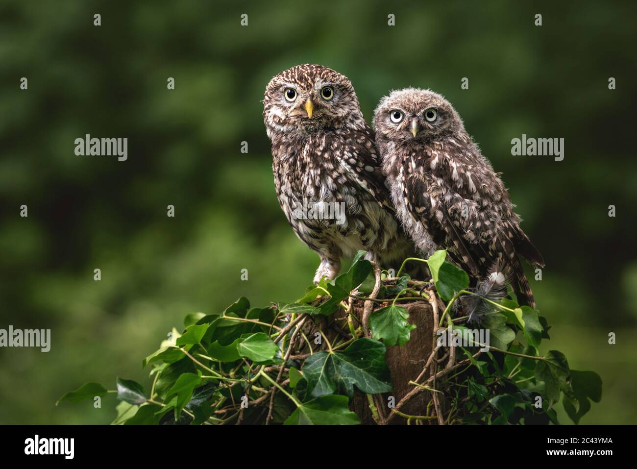 Paar kleiner Eulen, Athene noctua, zusammen zeigen ihr markantes geflecktes Gefieder und charakteristische Ausdrücke. Stockfoto
